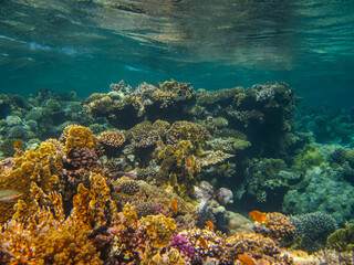 Naklejka na ściany i meble Beautiful underwater landscape on a coral reef in the Red Sea