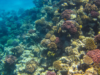 Beautiful underwater landscape on a coral reef in the Red Sea