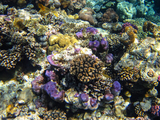 Fototapeta na wymiar Beautiful underwater landscape on a coral reef in the Red Sea