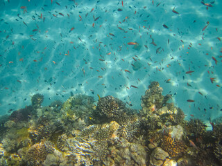 Fototapeta na wymiar Beautiful underwater landscape on a coral reef in the Red Sea
