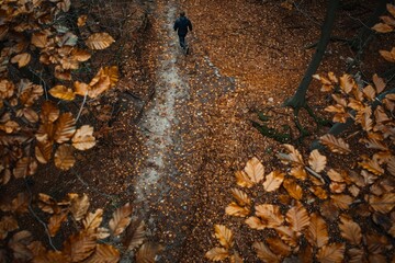 A person walks through an autumn forest path covered in fallen leaves