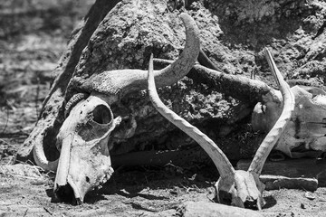 Remains of animals in the Tarangire National Paark, Tanzania.