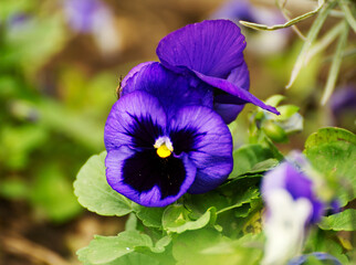 Pansy flower in the garden