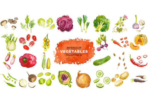 Watercolor painted collection of vegetables. Hand drawn fresh food design elements isolated on transparent background.