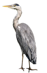 Great blue heron isolated