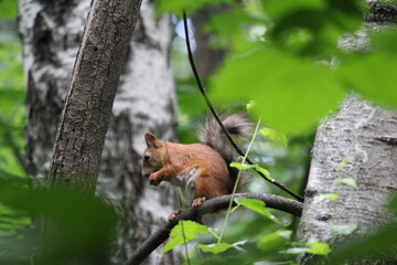 squirrel on a tree