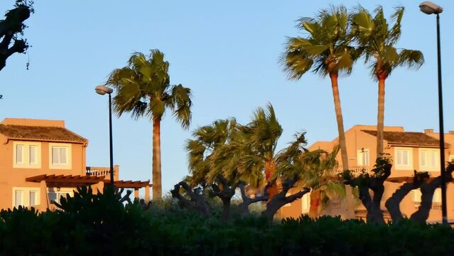 Treetops, palm trees, swaying on the wind with early morning sun dying house in orange glow. Mallorca, Spain, Cala Bona