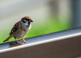 Eurasian Tree Sparrow (Passer montanus) - London Park's Chirpy Resident