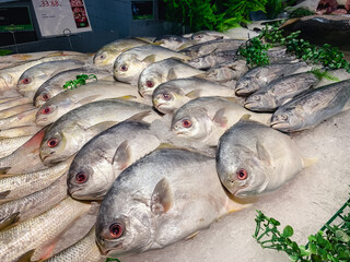 魚　新鮮　生　市場