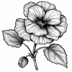 Black and white illustration of a detailed Hibiscus flower with visible stamens and petals.