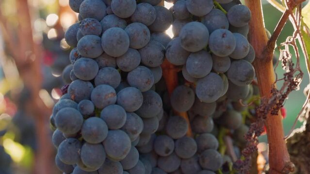 Vine Bearing Red Bunch of Grapes Before Harvest At Sunset