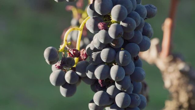 Red Bunch Of Grapes Ready To be Harvested at a Vineyard Lighten By Soft Light - Macro
