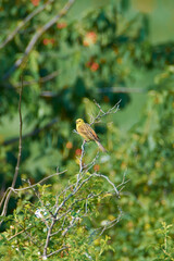 Animals photographed in the wild