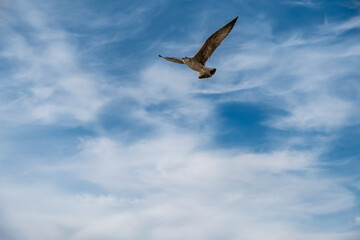 Seagull on blue background. European herring gull, Larus argentatus. Seagull flying in front of blue clouds.