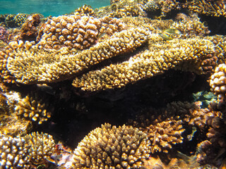 Beautiful corals in the coral reef of the Red Sea. Colored corals. Undersea world.