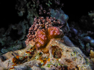 Beautiful corals in the coral reef of the Red Sea. Colored corals. Undersea world.