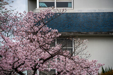 学校の校舎と満開の桜