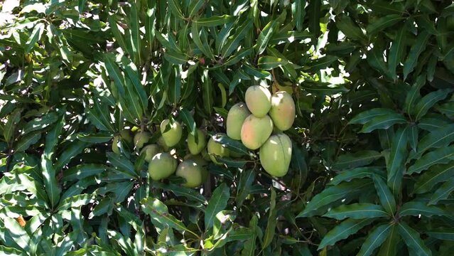 Mango fruit on a tropical tree