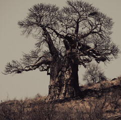 Boabab tree in the morning