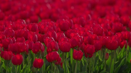 Vibrant red tulips in full bloom under daylight, close-up of a colorful flower field
