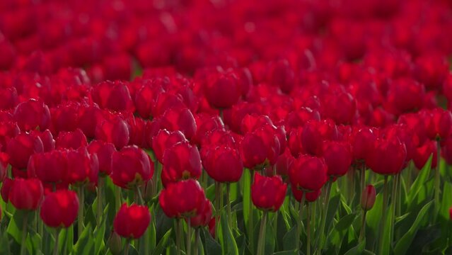 Vibrant red tulips in full bloom under daylight, close-up of a colorful flower field