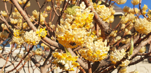 A bush of yellow flowers edgeworthia chrysantha with a bee collecting nectar. Panorama.