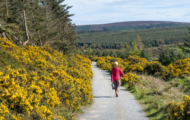 Hiker woman walks along dirt path surrounded by yellow flowers Irish wildflower Common gorse in...