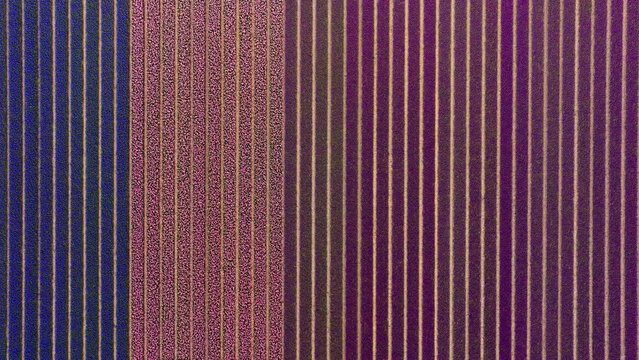 Panoramic aerial establishing overview of colorful flower fields blossoming in Netherlands