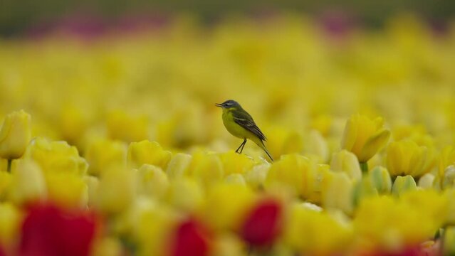 Bird perched in vibrant yellow tulip field with a splash of red flowers, shallow depth of field