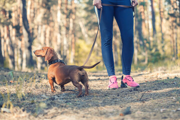 red Dachshund dog walking with his owner in a pine forest