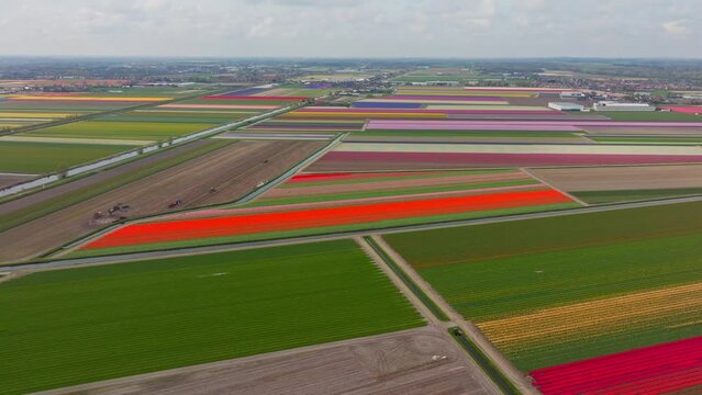 Vivid orange red blooming flower fields with rainbow colors in distance, Lisse Netherlands