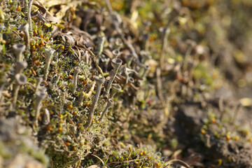 Stone with cladonia in spring time. Macrophotography of lichen. Close up