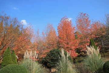 가을 풍경, 단풍나무