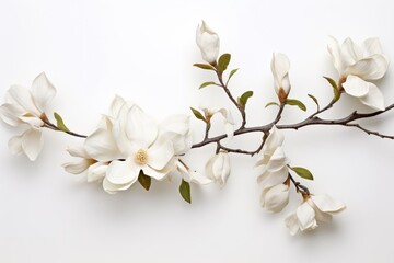 Blooming white and pink close-up flowers of magnolia on a branch with young leaves, growing in...
