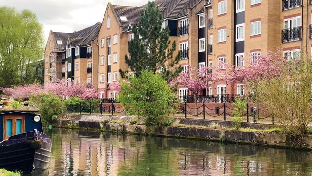 Beautiful pink blooming trees lining a residential area along the tranquil canal in Apsley, creating a picturesque spring scene in Hertfordshire countryside, England, United Kingdom. High quality 4k