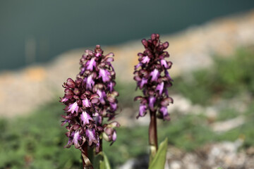 Purple blooming orchid in a meadow