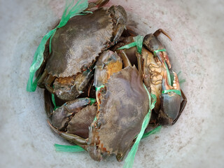 fresh mud crab prepared