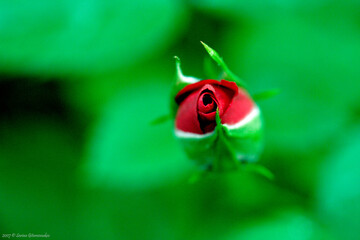 Vibrant red rose bud blooming atop a lush green plant