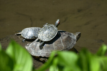 Fototapeta premium 亀の親子