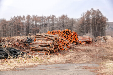 山から切り出され積み上げられた木材（北海道大樹町）