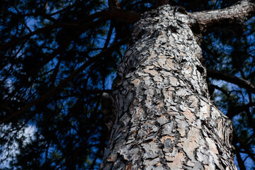 Closeup of pine trunk seen from below, branches and blue sky in the background, selective focus.