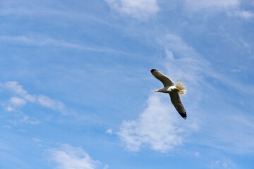 Seagull in flight with spread wings, blue sky in the background with a few scattered clouds.