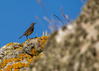Rock Pipit (Anthus petrosus) - Ireland's Eye's Coastal Charmer