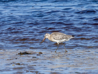 Bar tailed godwit wading bird on the shore line in the water