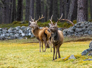 red deer stags in the forest
