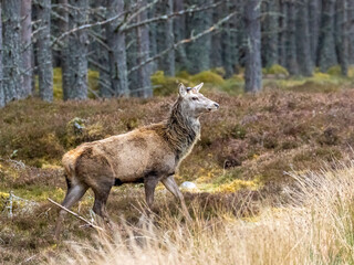 Female red deer in the heather in the woodland 