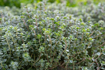Fresh thyme herbs in the garden. Spice ingredient for tasty food and healthy lifestyle.
