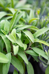 Fresh sage leaves in the garden. Spice ingredient for tasty food and healthy lifestyle. Horizontal close-up.