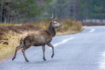 Red deer stag crossing a rural road