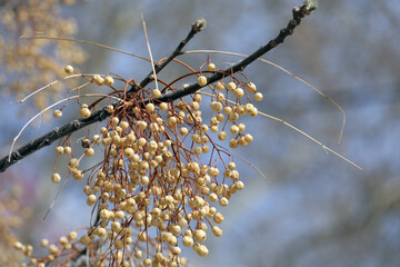 Zedrach tree persian lilac in a park